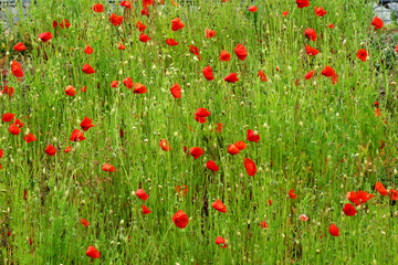Fototapeta premium Red poppies in a green field 