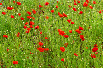 Fototapeta premium Red poppies in a green field 