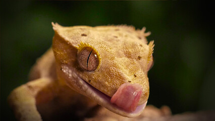 close up of a lizard