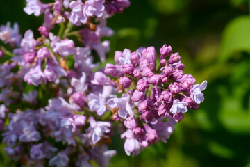 Blooming pink lilac closeup, spring