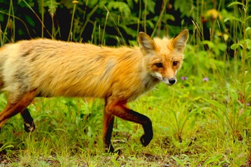 Renard