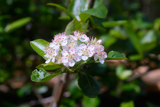 Blooming chokeberry, flowering in spring