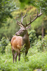Strong red deer, cervus elaphus, stag looking aside from front view in summer forest. Vertical portrait of majestic wild animal with big antlers on a glade with green grass and bushes.