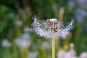 Side view of a dandelion