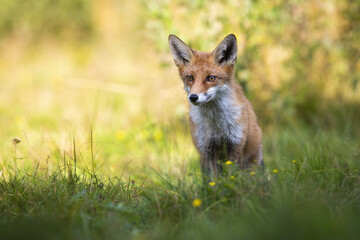 Focused red fox, vulpes vulpes, looking aside on green glade in summer nature with copy space. Front view of wild animal in grass with orange sunlit background.