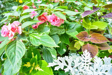 Variety of garden ornamental and flowering plants in flowerbed in summer garden