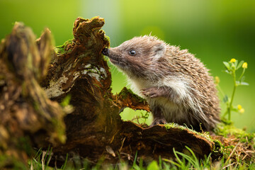 Cute young northern white-breasted hedgehog, erinaceus roumanicus, climbing stump and sniffing with snout on green meadow in summer nature. Adorable young baby animal. © WildMedia