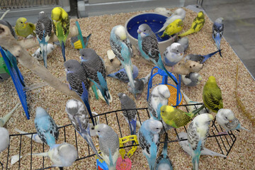 A Closeup View of Various Colorful Parakeets