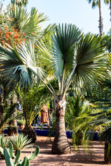 Close up of chusan palm (Trachycarpus fortunei)
