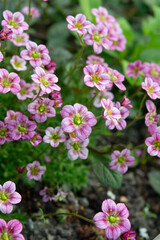 Fototapeta premium Small alpine pink flowers ground cover background