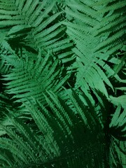 View from above on green ferns foliage. Abstract background for for banners, flyer, posters, social media, stories wallpapers.