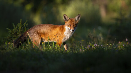 red fox, vulpes vulpes, walking on glade in summer nature at sunset. mammal standing evening from side. Canine looking into camera on meadow with green grass from profile.