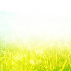 Fototapeta na wymiar Abstract grass landscape 