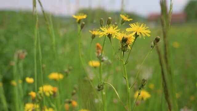 ellow meadow flower with some buds is blowing in the wind