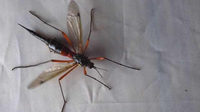 Ctenophora (Dictenidia) Big scary mosquito on a white background. Pectinicornis (Tipulidae) An endangered insect species.