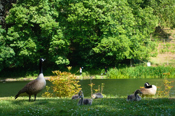 Fototapeta premium Canadian geese near a lake resting in the grass on a sunny day