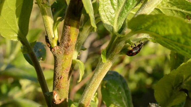Glischrochilus quadripunctata beetle on green leaf macro video