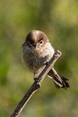 Aegithalos caudatus, common myth bird