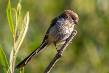 Aegithalos caudatus, common myth bird