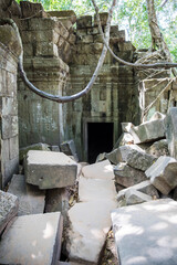 Beng Mealea temple ruins and banyan tree, the Angkor Wat style located east of the main group of temples at Angkor, Siem Reap, Cambodia.