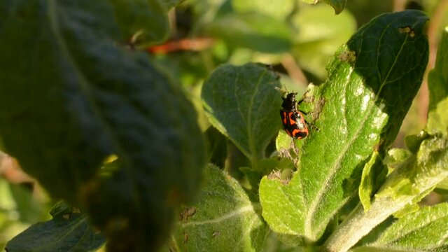 Glischrochilus quadripunctata beetle on green leaf macro video