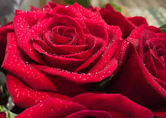 Close up photo of red rose with water drops