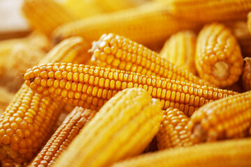 Grains of ripe corn. Macro image.