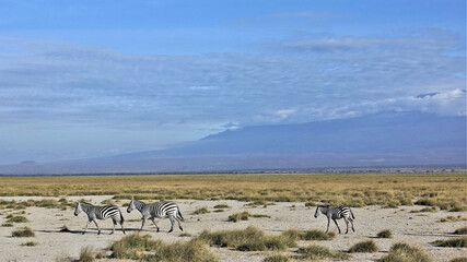 Fototapeta na wymiar Wild animals in Amboseli Park, Kenya. Two adult zebras and a baby are running along the savannah. Around the dried yellow grass. Background is the foot of Mount Kilimanjaro, hidden behind the clouds.