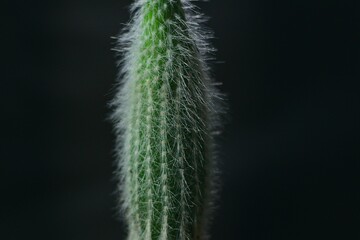 closeup cactus
