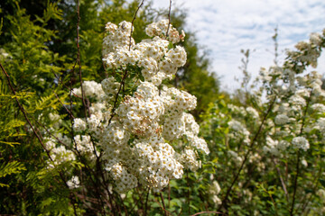 white flowers of a tree
