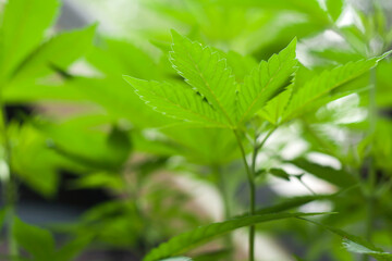 cannabis leaves, blurry background