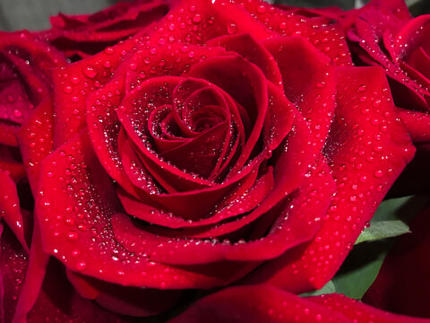 Close up photo of red rose with water drops