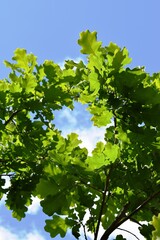 Fototapeta premium green leaves against blue sky