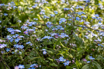 forget me not flowers