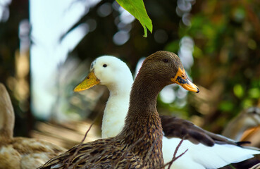 Mallard, a species of Geese