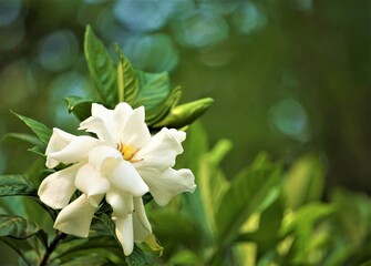 Obraz premium Pretty gardenia flower (Gardenia jasminoides) blooming in the green leaf background , Spring in Georgia USA. 