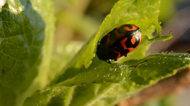 Glischrochilus quadripunctata beetle on green leaf macro video