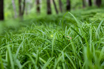 green grass in the forest