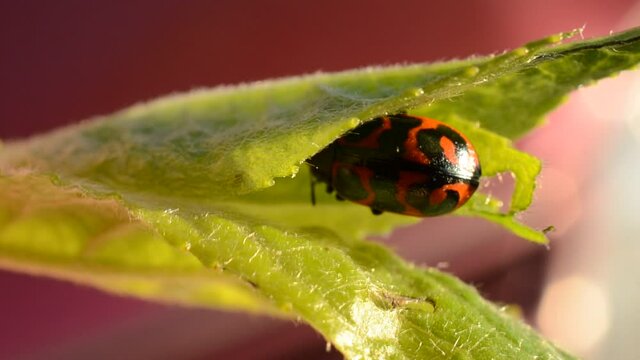 Glischrochilus quadripunctata beetle on green leaf macro video