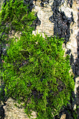 green moss on the tree