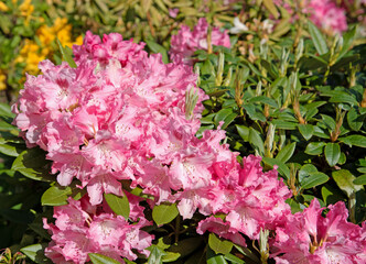 Blühender Rhododendron im Frühling