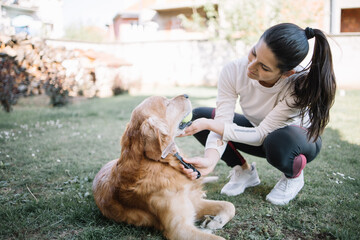 Young woman combing brown dog in yard. Female groomer combing dog in garden during sunny day.
