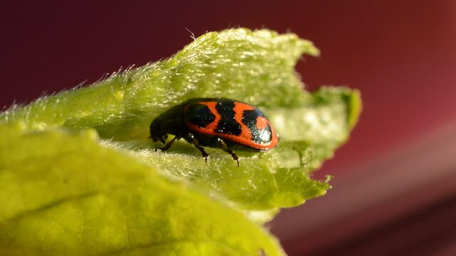 Glischrochilus quadripunctata beetle on green leaf macro video
