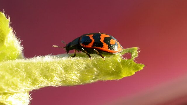 Glischrochilus quadripunctata beetle on green leaf macro video