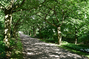 Allée ombragée au jardin
