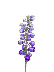 beautiful purple Lupinus flowers on white background isolated