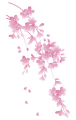Fototapeta na wymiar Japanese style vector pink sakura cherry blossom flower