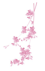 Japanese style vector pink sakura cherry blossom flower