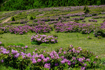 The magnificent nature of the Black Sea