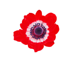 a beautiful red Anemone also known as wind poppy, poppy anemone, poppy windflower, crown anemone in summer